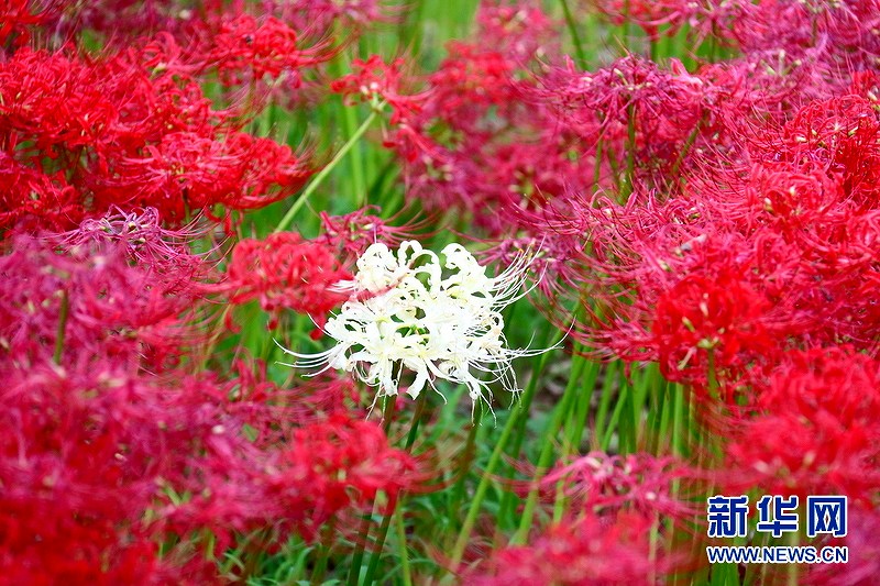 まるで燃え立つ炎のような曼珠沙華500萬本が満開に　埼玉県