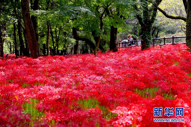 まるで燃え立つ炎のような曼珠沙華500萬本が満開に　埼玉県