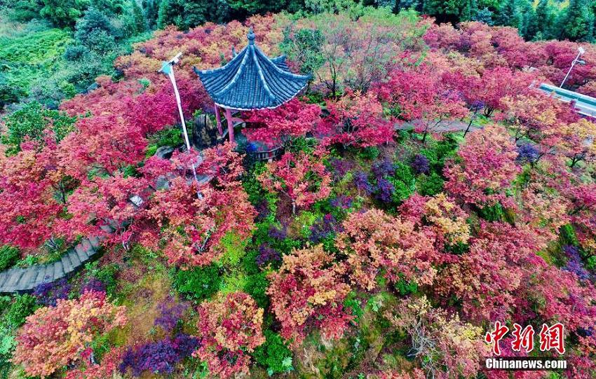 重慶市五州園を覆う一面の鮮やかな紅葉