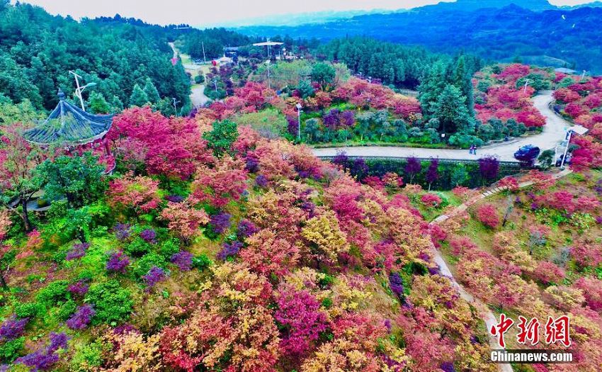 重慶市五州園を覆う一面の鮮やかな紅葉