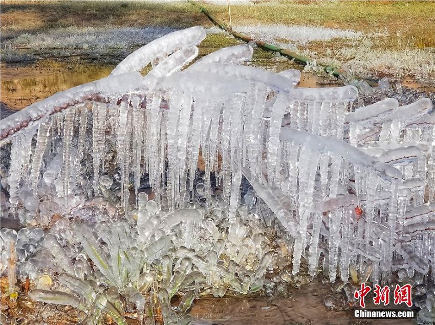 急激な冷え込みで草花に雨氷、キラキラ輝く幻想的な風(fēng)景広がる　甘粛省