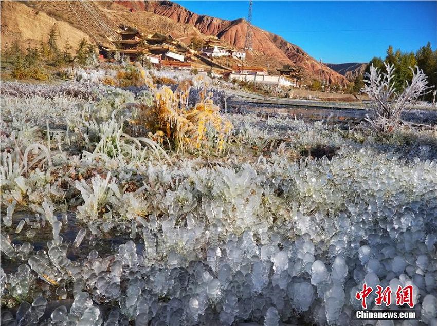 急激な冷え込みで草花に雨氷、キラキラ輝く幻想的な風(fēng)景広がる　甘粛省