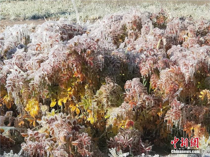 急激な冷え込みで草花に雨氷、キラキラ輝く幻想的な風(fēng)景広がる　甘粛省