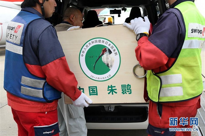 中國提供のトキのつがいが佐渡トキ保護センターに到著