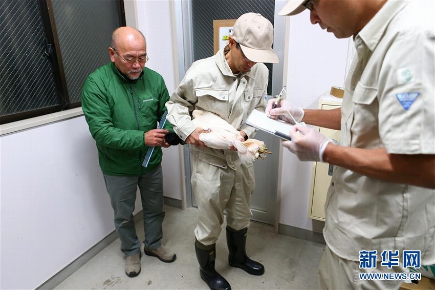 中國(guó)提供のトキのつがいが佐渡トキ保護(hù)センターに到著