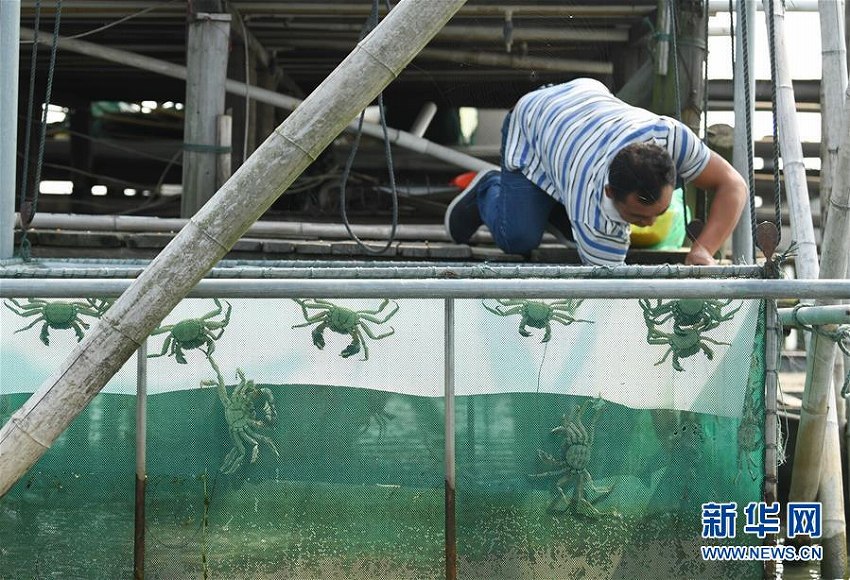 旬を迎えた上海ガニ　浙江省太湖