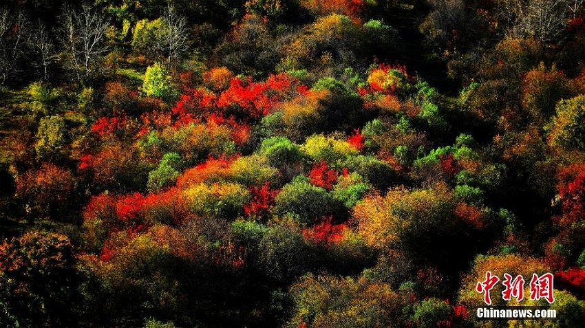 まるで絵畫のようなフルンボイルの秋景色　內(nèi)モンゴル