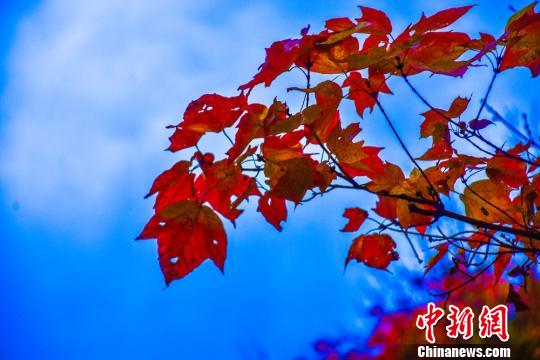 真っ赤に染まった甘粛省天水市小隴山の紅葉