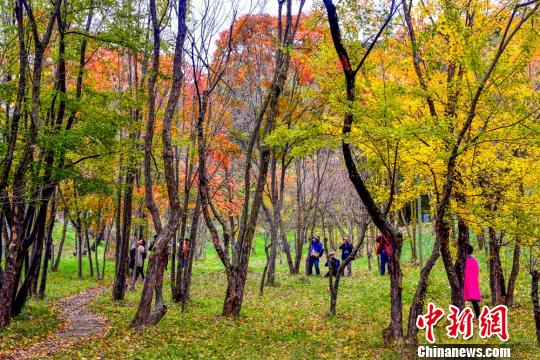 真っ赤に染まった甘粛省天水市小隴山の紅葉