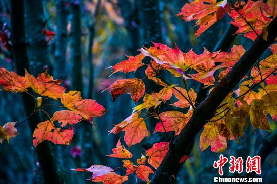 真っ赤に染まった甘粛省天水市小隴山の紅葉