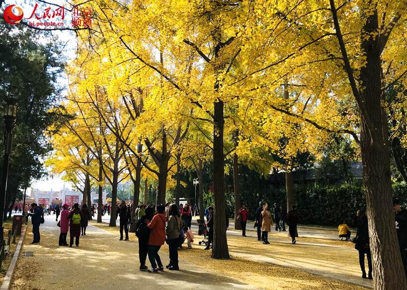 見頃迎えた地壇公園のイチョウ並木　北京の秋に彩添える赤壁に金色の葉