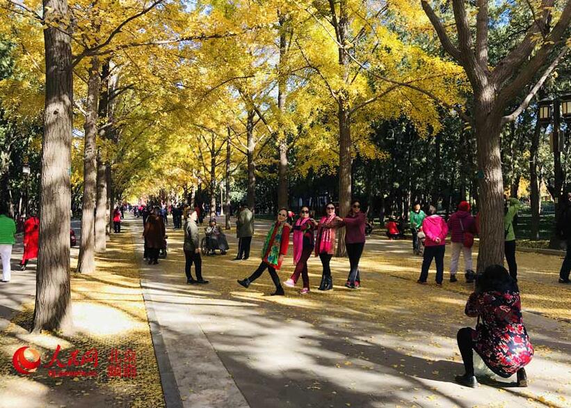 見頃迎えた地壇公園のイチョウ並木　北京の秋に彩添える赤壁に金色の葉