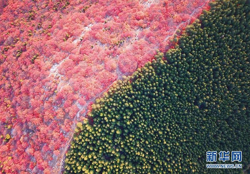 ２色に染まった山　山東省