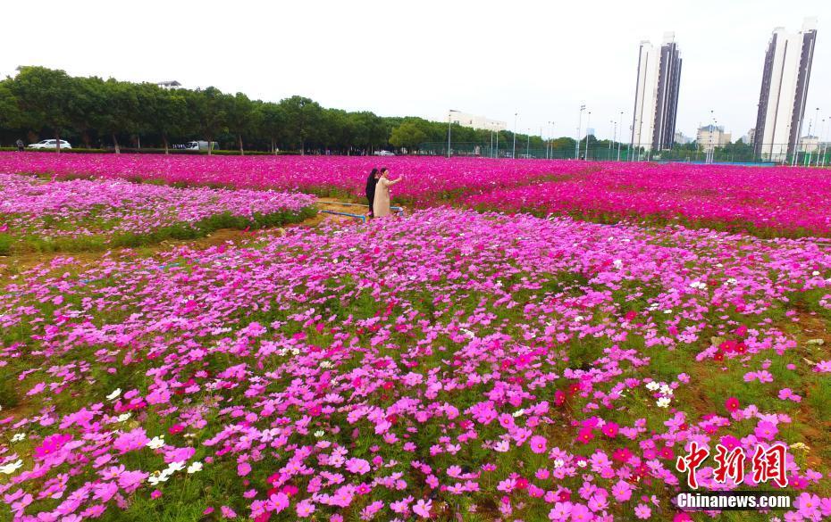 江西省の大學(xué)に色鮮やかなコスモス畑が広がる