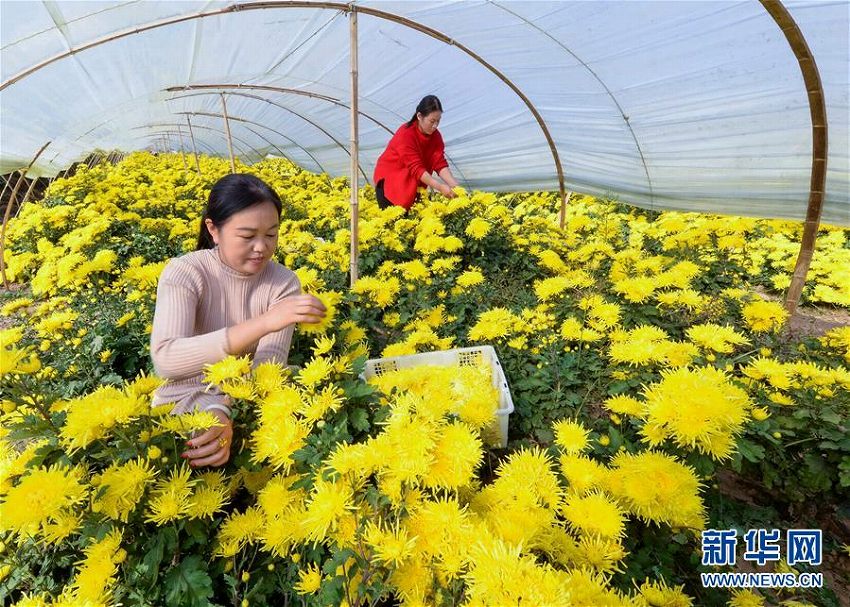 菊花の栽培と加工で農(nóng)家の貧困脫卻を目指す　河北省邯鄲市