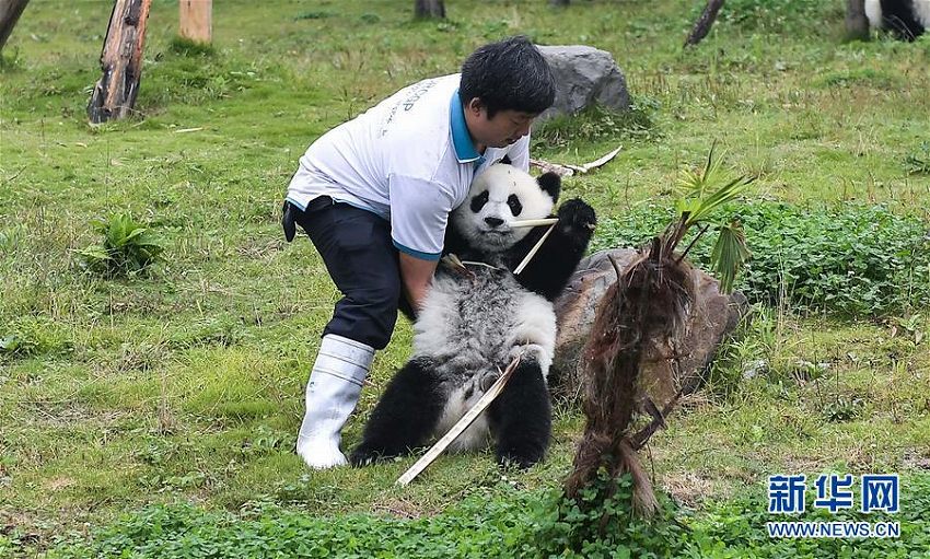 國家林業(yè)?草原局、パンダ飼育に関する最新データを発表