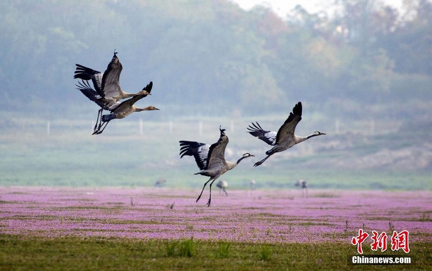 中國最大の淡水湖で渡り鳥の飛來がピークに　江西省