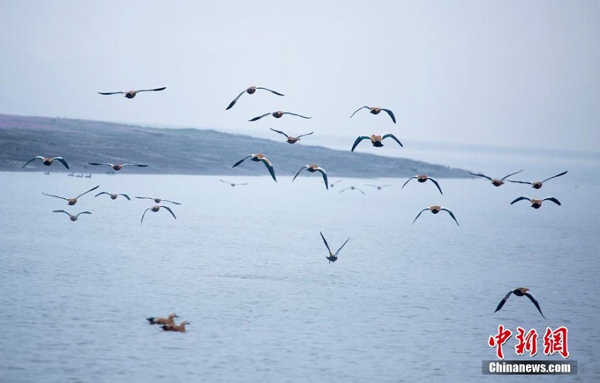 中國最大の淡水湖で渡り鳥の飛來がピークに　江西省