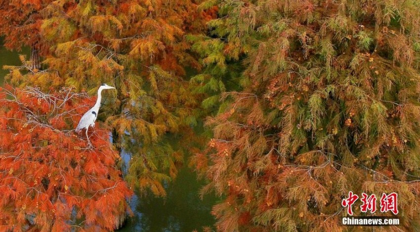 水上の森林で紅葉が見頃に　安徽省廬江県