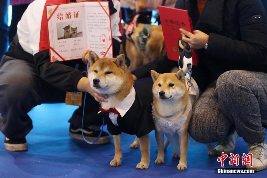 南京市でワンちゃんたちの合同結(jié)婚式　江蘇省