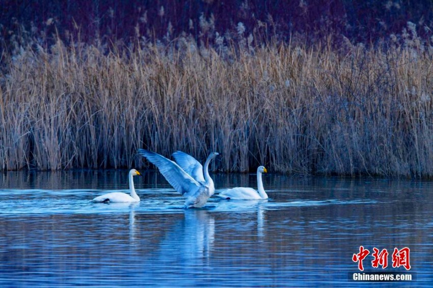 黃河の岸辺に越冬の白鳥の群れ　青海省　