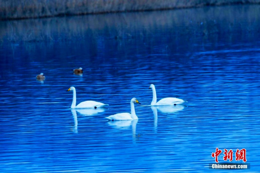 黃河の岸辺に越冬の白鳥(niǎo)の群れ　青海省　