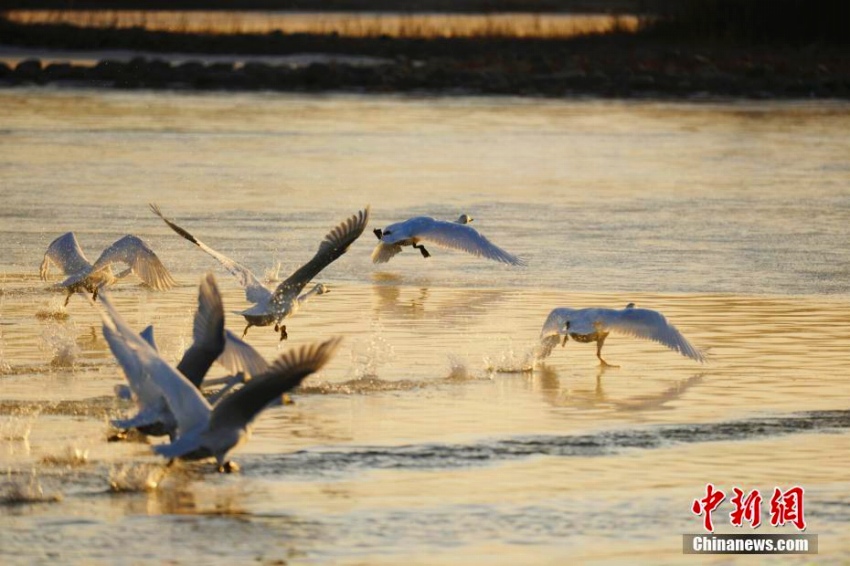 黃河の岸辺に越冬の白鳥の群れ　青海省　