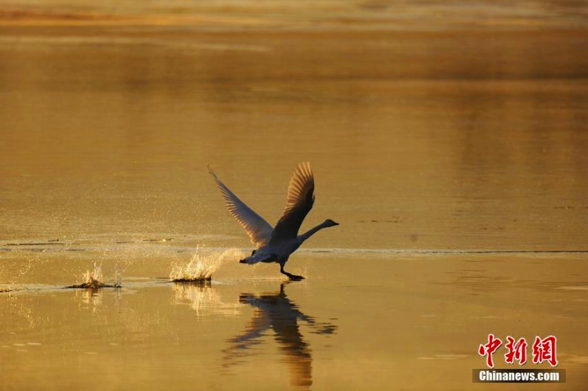 黃河の岸辺に越冬の白鳥の群れ　青海省　