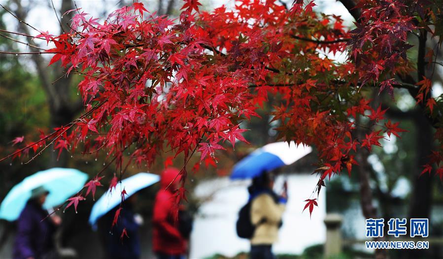 2月の花よりも紅い楓葉　大勢(shì)の市民が楽しむ