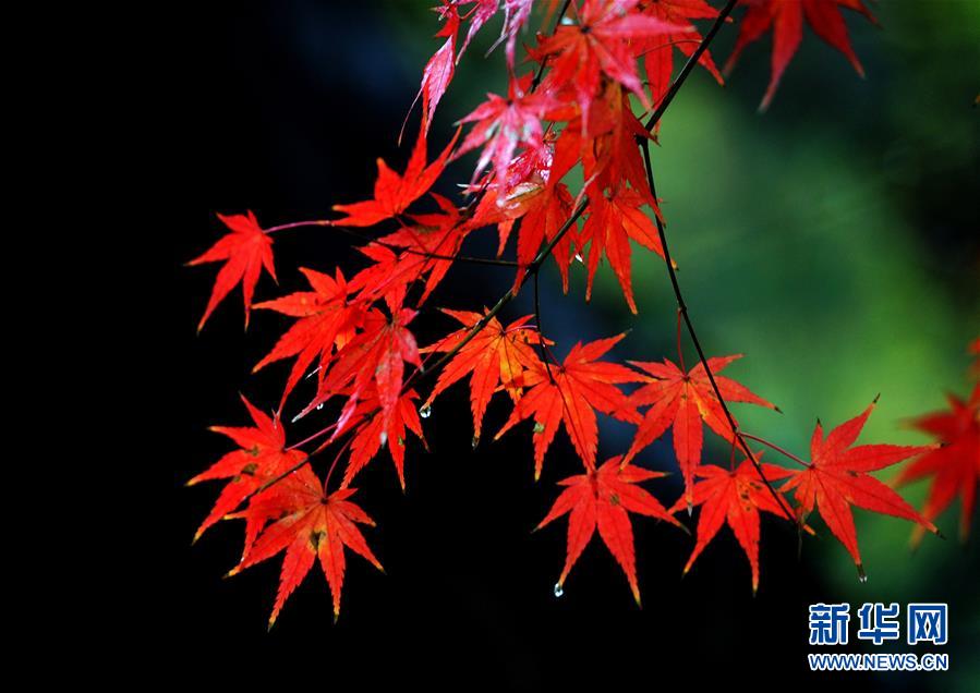 2月の花よりも紅い楓葉　大勢(shì)の市民が楽しむ