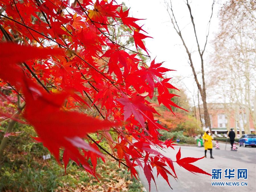 2月の花よりも紅い楓葉　大勢の市民が楽しむ