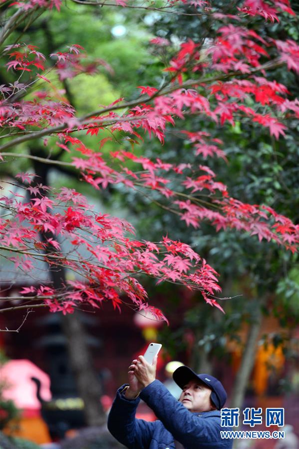 2月の花よりも紅い楓葉　大勢(shì)の市民が楽しむ