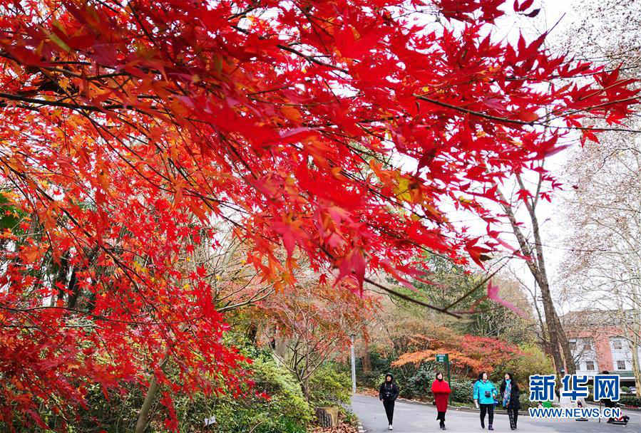 2月の花よりも紅い楓葉　大勢の市民が楽しむ