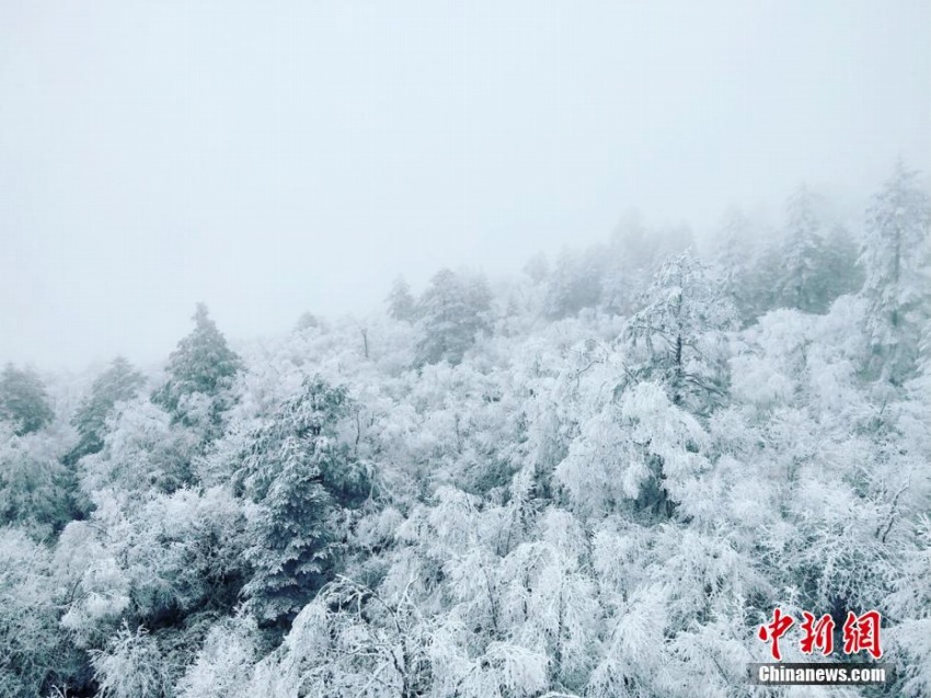 四川省喇叭河で大雪、野生動(dòng)物も銀世界楽しむ