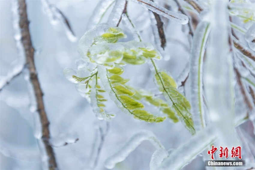 廬山に樹(shù)氷、キラキラとした氷に覆われた瑠璃の世界に