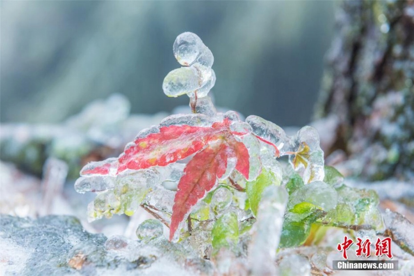 廬山に樹氷、キラキラとした氷に覆われた瑠璃の世界に