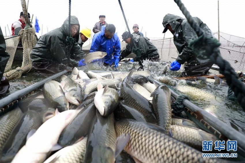 冬の漁獲ピーク迎えた江蘇省クイ県