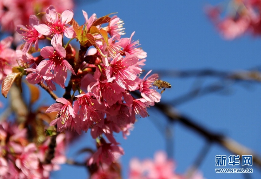 冬の昆明市をロマンチックなピンクに染める「冬桜大道」