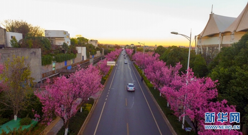 冬の昆明市をロマンチックなピンクに染める「冬桜大道」