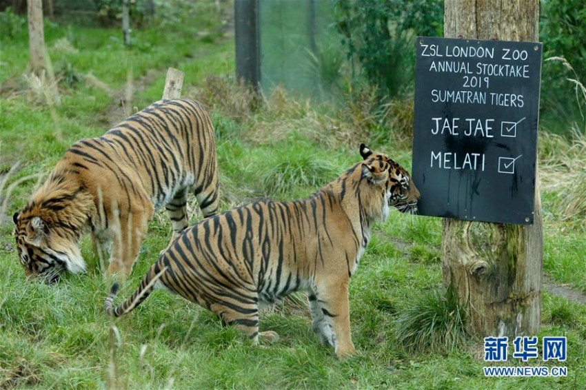 ロンドン動(dòng)物園で年に1度の動(dòng)物の數(shù)を數(shù)える検査