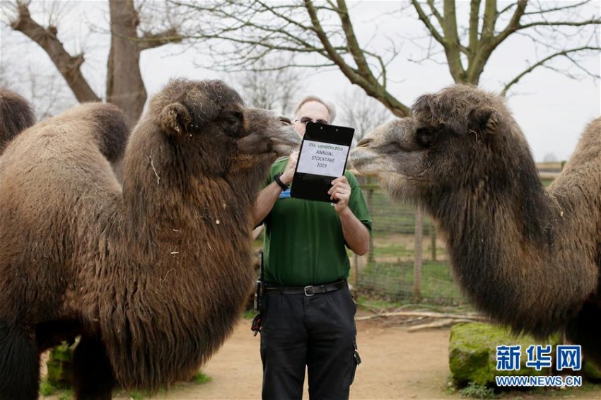 ロンドン動(dòng)物園で年に1度の動(dòng)物の數(shù)を數(shù)える検査