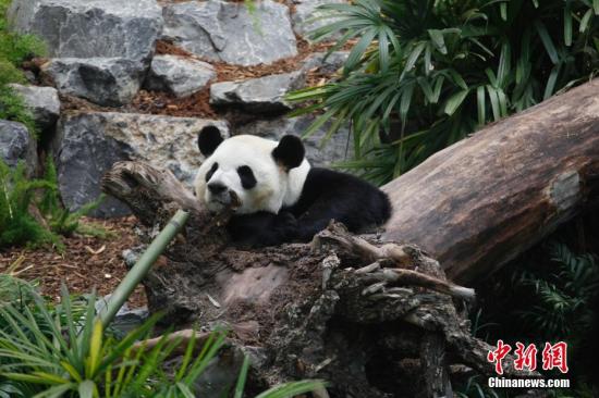 中國のパンダがカルガリー動(dòng)物園の新たな収入源に、來園者數(shù)記録を更新