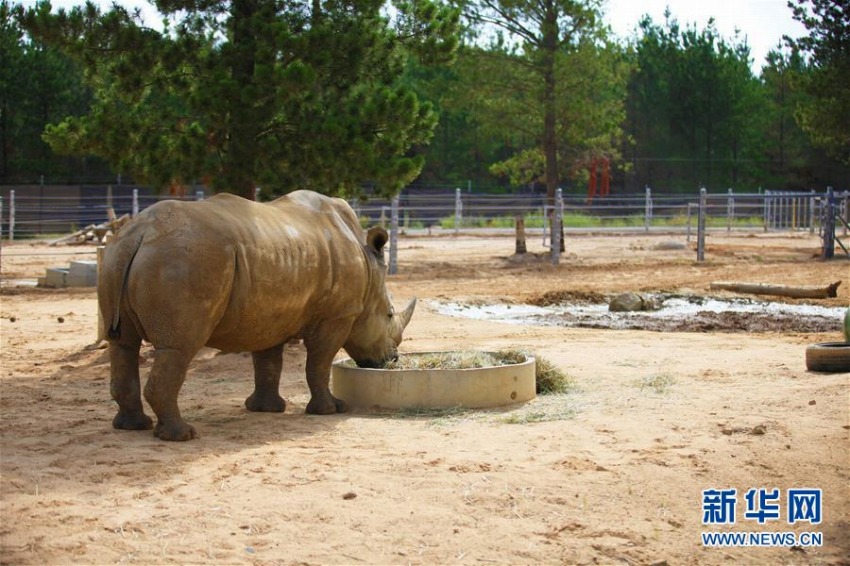 熱波襲來の豪　動(dòng)物園の動(dòng)物たちはアイスなどを食べて暑さしのぐ