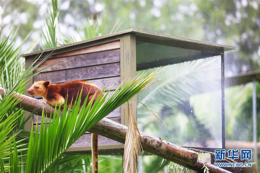 熱波襲來(lái)の豪　動(dòng)物園の動(dòng)物たちはアイスなどを食べて暑さしのぐ