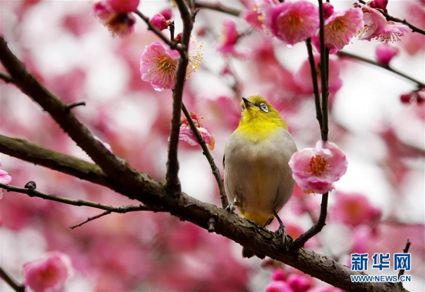 満開の梅の花に誘われた小鳥　貴陽市