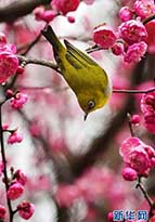 梅の花に誘われた小鳥(niǎo)