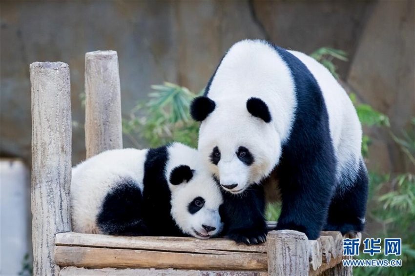 マレーシア國立動(dòng)物園生まれのパンダの赤ちゃんが1歳の誕生日