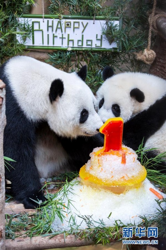 マレーシア國立動物園生まれのパンダの赤ちゃんが1歳の誕生日