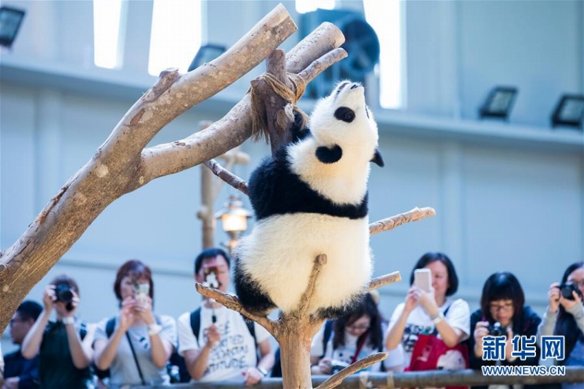 マレーシア國立動物園生まれのパンダの赤ちゃんが1歳の誕生日