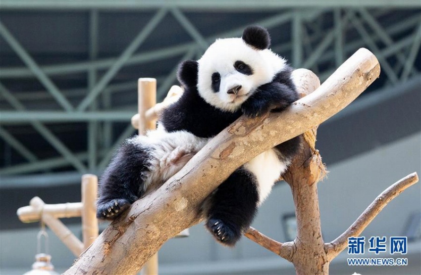 マレーシア國(guó)立動(dòng)物園生まれのパンダの赤ちゃんが1歳の誕生日